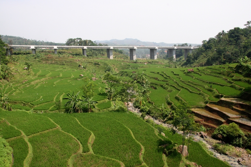 Rice paddies between Jakarta and Yojyakarta, Java Indonesia.jpg - Indonesia Java. Rice paddies between Jakarta and Yojyakarta